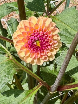 Dahlias de Field and Flower by In Bloom, Atlanta, GA