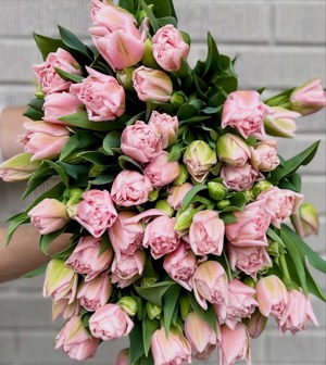 Tulips