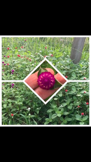 Garden flowers