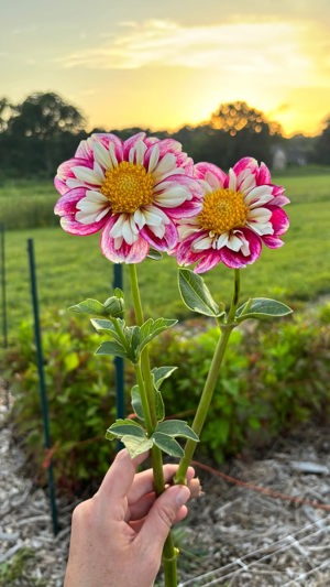 Dahlias
