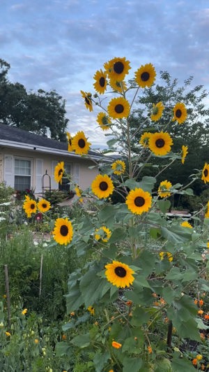 Sunflowers de Bramasole Flower Farm, Tampa, FL